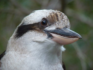 Friendly kookaburra