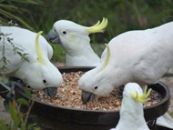 Cockatoo Feeding