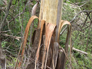Tree Trunk