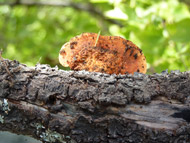 Fungi
