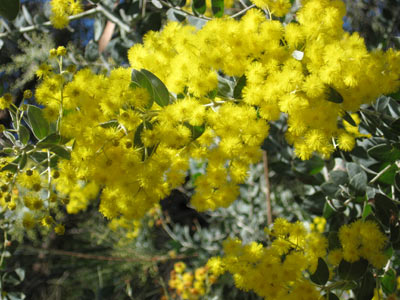 wattle